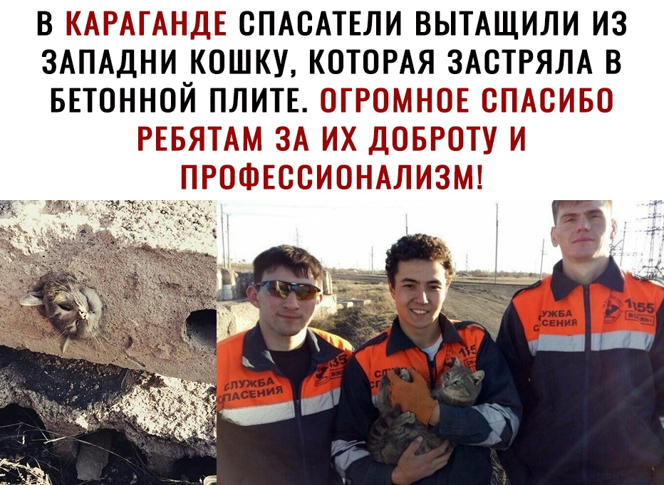 В КАРАГАНДЁ СПАСАТЕЛИ ВЫТАЩИЛИ ИЗ ЗАПАДНИ КОШКУ КОТОРАЯ ЗАСТРЯЛА В БЕТОННОЙ ПЛИТЕ ГРЮЗМПЮЁ ЙАЁМБЕЁЩ РЕБЯТАМ ЗА ИХ ДЕЗБРОТУ И ПРЮЗШЭЁШЁЕЁПЮНАЛИЗМЕ _ Ь