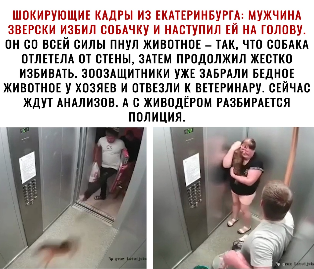 ШОКИРУЮЩИЕ КАДРЫ ИЗ ЕКАТЕРИНБУРГА МУЖЧИНА ЗВЕРСКИ ИЗБИЛ ССБАЧКУ И НАСТУПИЛ ЕЙ НА ГОЛОВУ ОН СО ВСЕЙ СИЛЫ ПНУЛ ЖИВОТНОЕ ТАК ЧТО СОБАКА ОТЛЕТЕЛА ОТ СТЕНЫ ЗАТЕМ ПРОДОЛЖИЛ ЖЕСТКО ИЗБИВАТЬ ЗООЗАЩИТНИКИ УЖЕ ЗАБРАЛИ БЕДНОЕ ЖИВОТНОЕ У ХОЗЯЕВ И ОТВЕЗЛИ К ВЕТЕРИНАРУ СЕЙЧАС ЖДУТ АНАЛИЗОВ А С ЖИВСДЕРОМ РАЗБИРАЕТСЯ ПОЛИЦИЯ