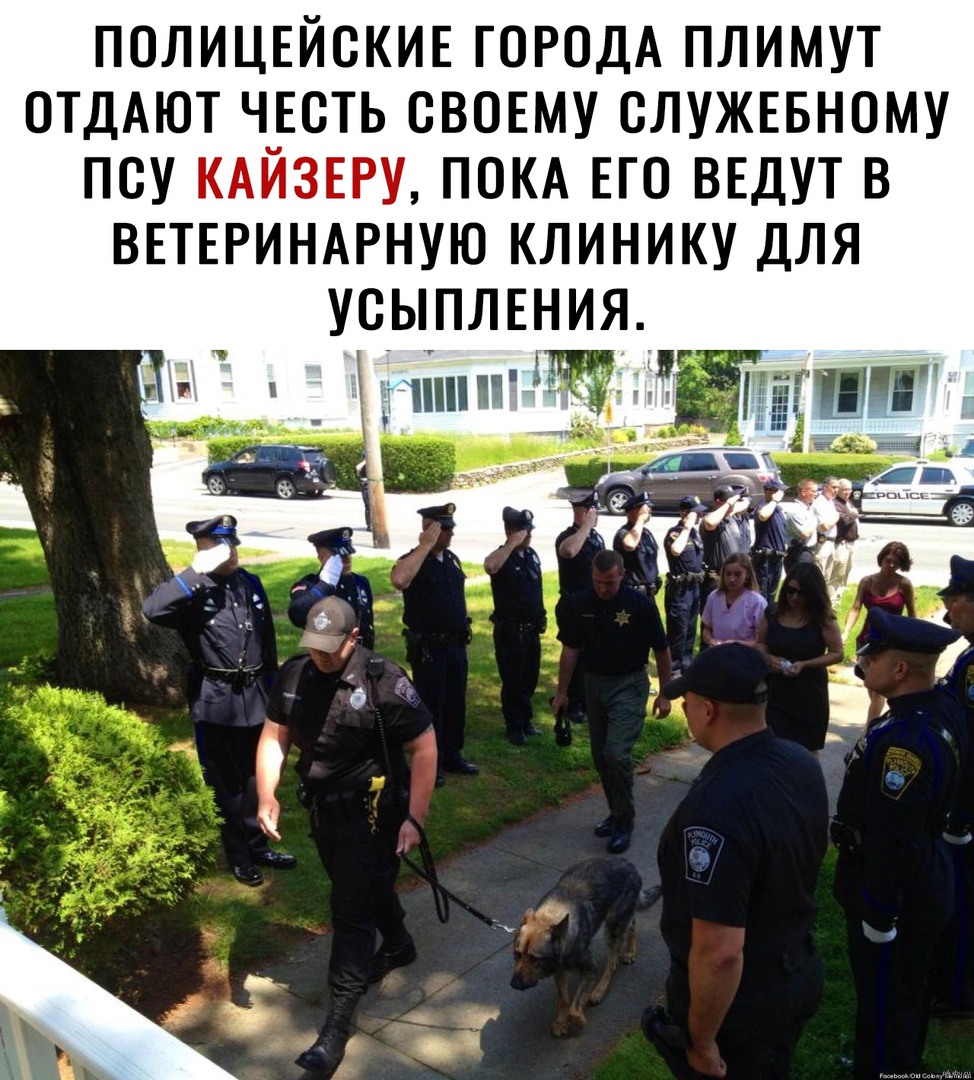 ПОЛИЦЕЙСКИЕ ГОРОДА плимут ОТДАЮТ ЧЕСТЬ СВОЕМУ служввному псу КАЙЗЕРУ ПОКА ЕГО ВЕДУТ в ВЕТЕРИНАРНУЮ клинику для Усьпления