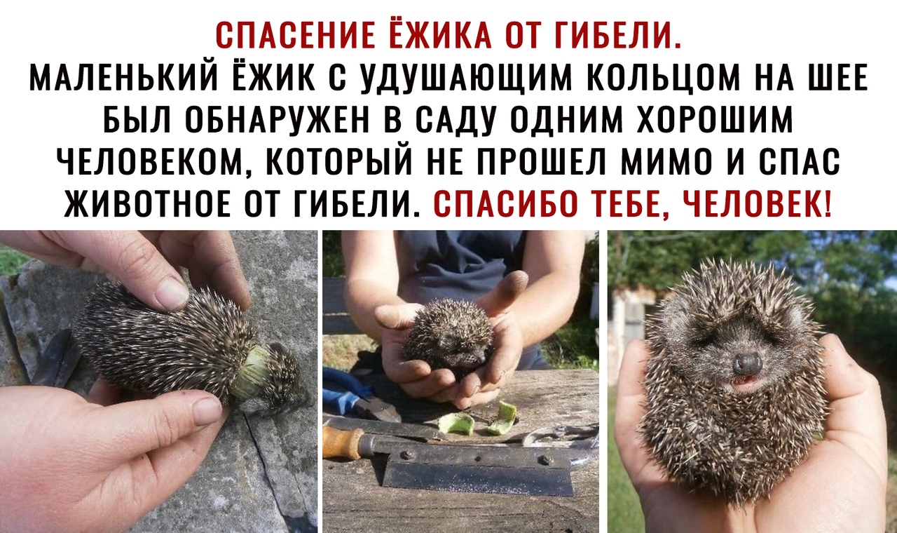 ОПАСЕНИЕ ЁЖИКА ОТ ГИБЕЛИ МАЛЕНЬКИЙ ЕЖИК О УДУШАЮЩИМ КОЛЬЦОМ НА ШЕЕ БЫЛ ОБНАРУЖЕН В САДУ ОДНИМ ХОРОШИМ ЧЕЛОВЕКОМ КОТОРЫЙ НЕ ПРОШЕЛ МИМО И ОПАО ЖИВОТНОЕ ОТ ГИБЕЛИ СПАСИБО ТЕБЕ ЧЕЛОВЕК _93 _