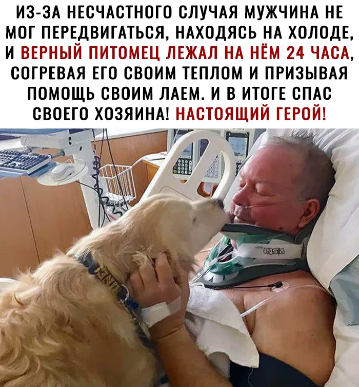 ИЗ ЗА НЕОЧАОТНОГО СЛУЧАЯ МУЖЧИНА НЕ МОГ ПЕРЕДВИГАТЬОЯ НАХОДЯСЬ НА ХОЛОДЕ И ВЕРНЫЙ ПИТОМЕЦ ЛЕЖАЛ НА НЁМ 24 ЧАОА ООГРЕВАЯ ЕГО СВОИМ ТЕПЛОМ И ПРИЗЫВАЯ ПОМОЩЬ ОВОИМ ЛАЕМ И В ИТОГЕ ОПАО ОВОЕГО ХОЗЯИНА НАСТОЯЩИЙ ГЕРОЙ