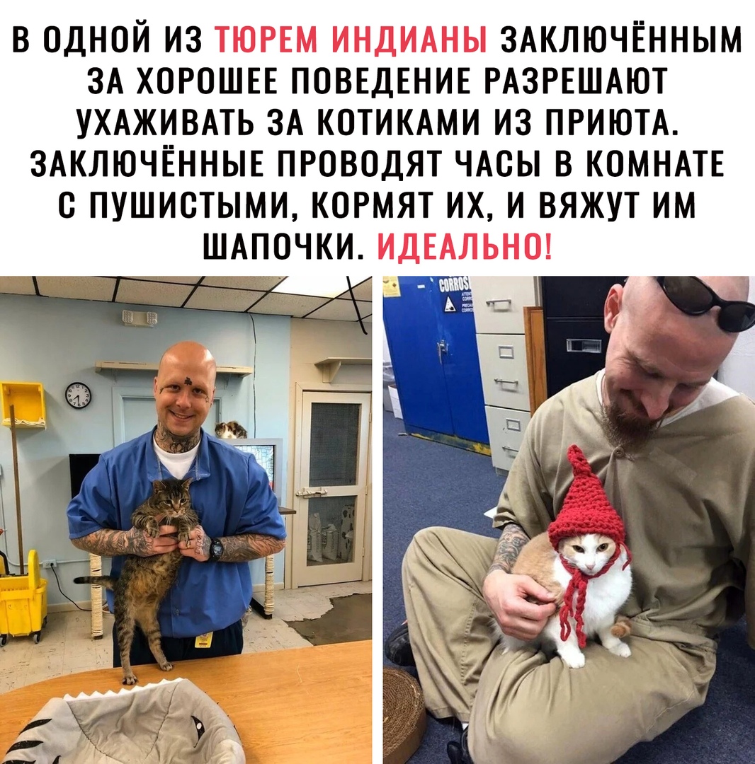 В ОДНОЙ ИЗ ЗАКЛЮЧЁННЫМ ЗА ХОРОШЕЕ ПОВЕДЕНИЕ РАЗРЕШАЮТ УХАЖИВАТЬ ЗА КОТИКАМИ ИЗ ПРИЮТА ЗАКЛЮЧЁННЫЕ ПРОВОДЯТ ЧАОЫ В КОМНАТЕ О ПУШИОТЫМИ КОРМЯТ ИХ И ВЯЖУТ ИМ