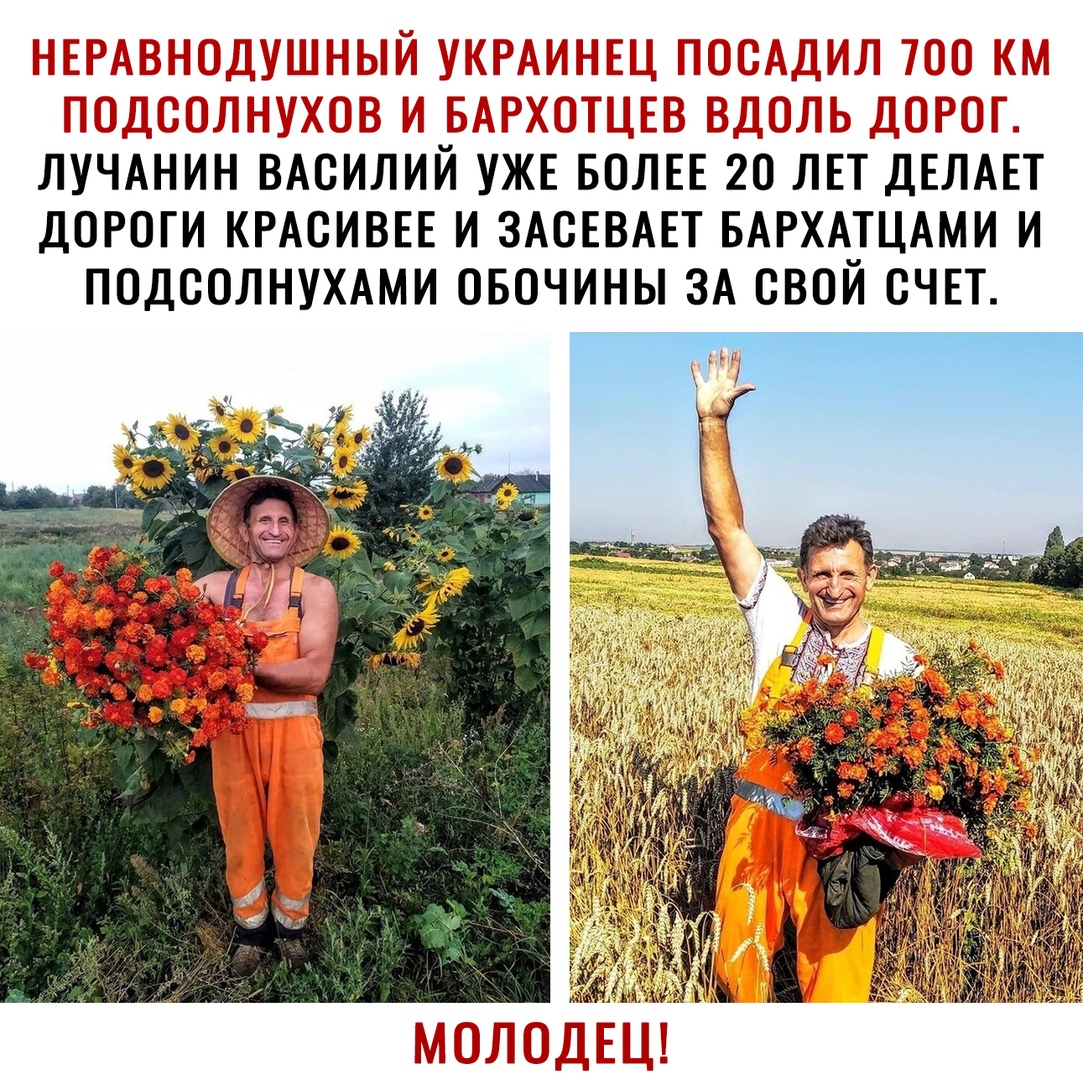 ЛУЧАНИН ВАСИЛИЙ УЖЕ БОЛЕЕ 20 ЛЕТ ДЕЛАЕТ ДОРОГИ КРАСИВЕЕ И ЗАСЕВАЕТ БАРХАЕЦАМИ И ПОДООЛНУХАМИ ОБОЧИНЫ ЗА ОВОИ СЧЕТ