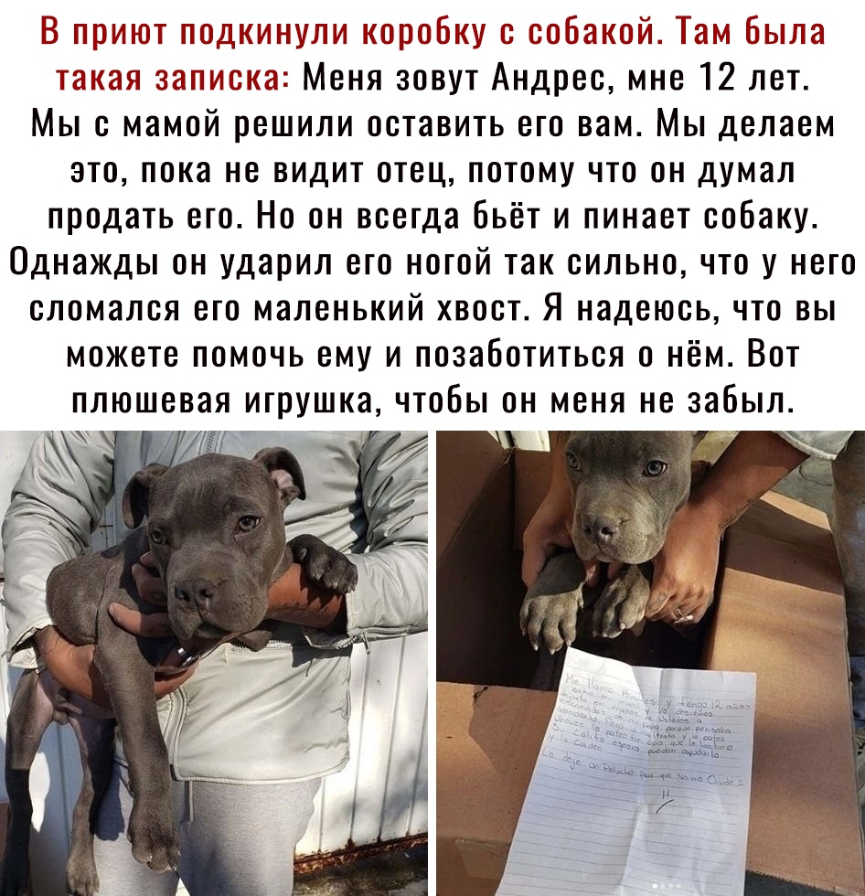 В поитот подкинули коробку с собакой Лам Была такая записка Меня зовут Андрес мне 12 лет Мыс мамой решили оставить его вам Мы делаем это пока не видит отец потому что он думал продать его Но он всегда Бьёт и пинает собаку Однажды он ударил его ногой так сильно что у него сломался ето маленький хвост Я надеюсь что вы можете помочь ему и позаботиться о нём Вот плюшевая игрушка чтобы он меня не забыл