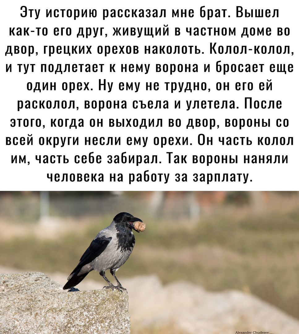 Зту историю рассказал мне брат Вышел как то его друг живущий в частном доме во двор грецких орехов наколоть Колол колол и тут подлетает к нему ворона и бросает еще один орех Ну ему не трудно он его ей расколол ворона съела и улетела После этого когда он выходил во двор вороны со всей округи несли ему орехи Он часть колол им часть себе забирал Так вороны наняли человека на работу за зарплату