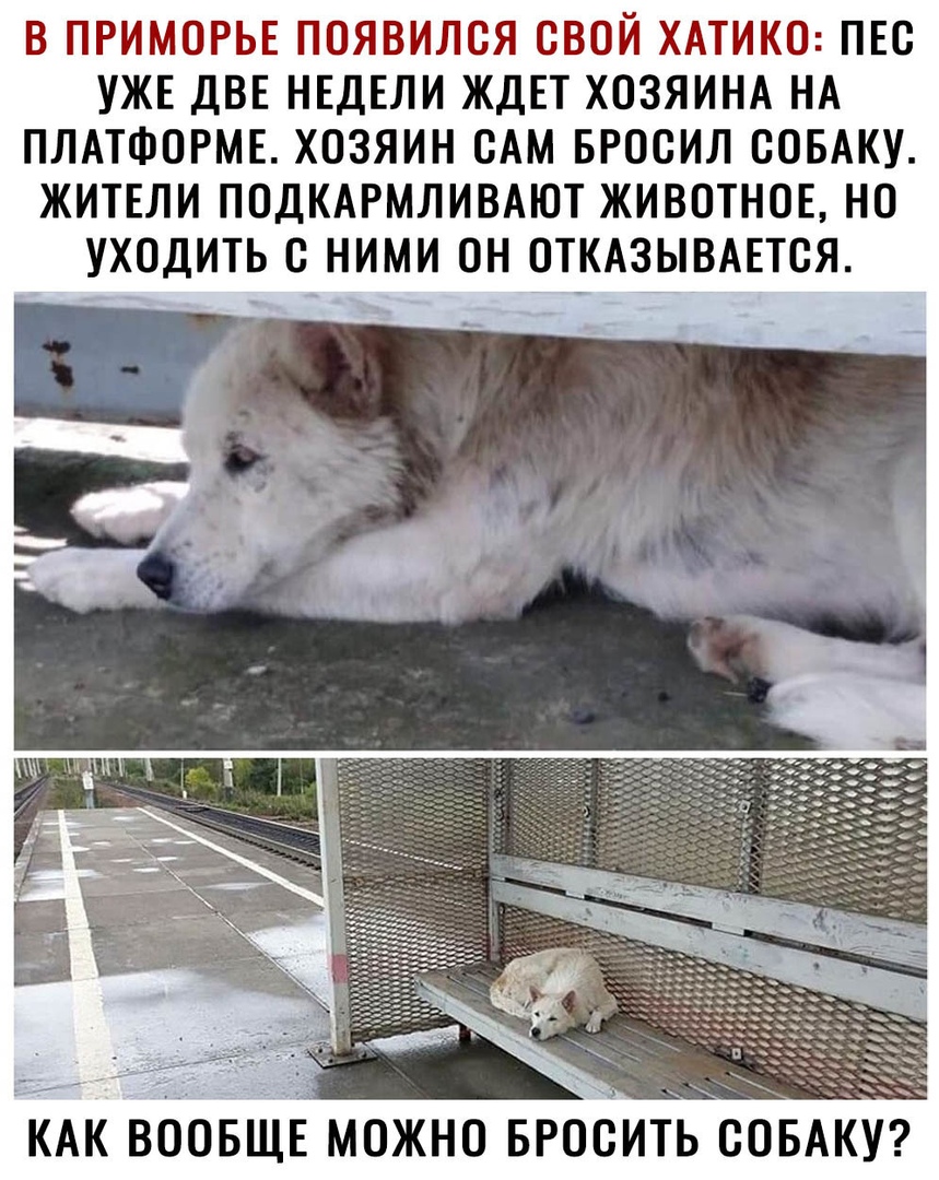 В ПРИМОРЬЕ ПОЯВИЛСЯ СВОЙ ХАТИКО ПЕС УЖЕ ДВЕ НЕДЕЛИ ЖДЕТ ХОЗЯИНА НА ПЛАТФОРМЕ ХОЗЯИН САМ БРОСИЛ СОБАКУ ЖИТЕЛИ ПОДКАРМЛИВАЮТ ЖИВОТНОЕ НО УХОДИТЬ с НИМИ ОН ОТКАЗЫВАЕТСЯ КАК ВООБЩЕ можно БРоЬить совАку