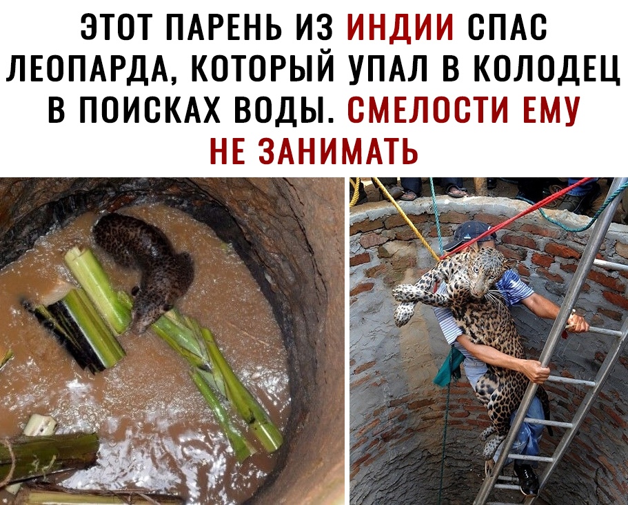 ЭТОТ ПАРЕНЬ ИЗ ИНДИИ СПАС ЛЕОПАРДА КОТОРЫЙ УПАЛ В КОЛОДЕЦ В ПОИСКАХ ВОДЫ СМЕЛОСТИ ЕМУ НЕ ЗАНИМАТЬ