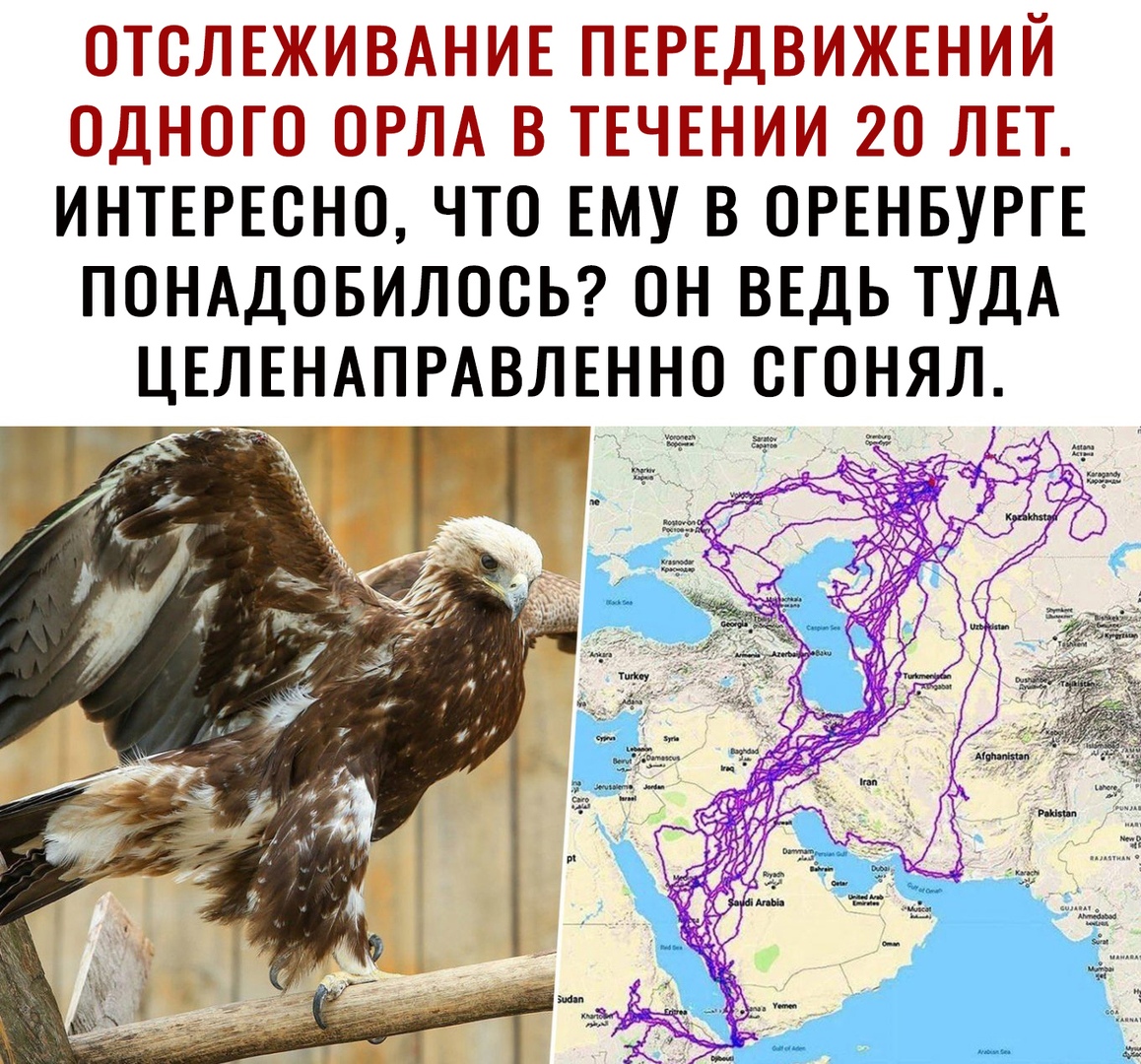 ОТОЛЕЖИВАНИЕ ПЕРЕДВИЖЕНИЙ ОДНОГО ОРЛА В ТЕЧЕНИИ 20 ЛЕТ ИНТЕРЕСНО ЧТО ЕМУ В ОРЕНБУРГЕ ПОНАДОБИЛООЬ ОН ВЕДЬ ТУДА ЦЕЛЕНАПРАВЛЕ