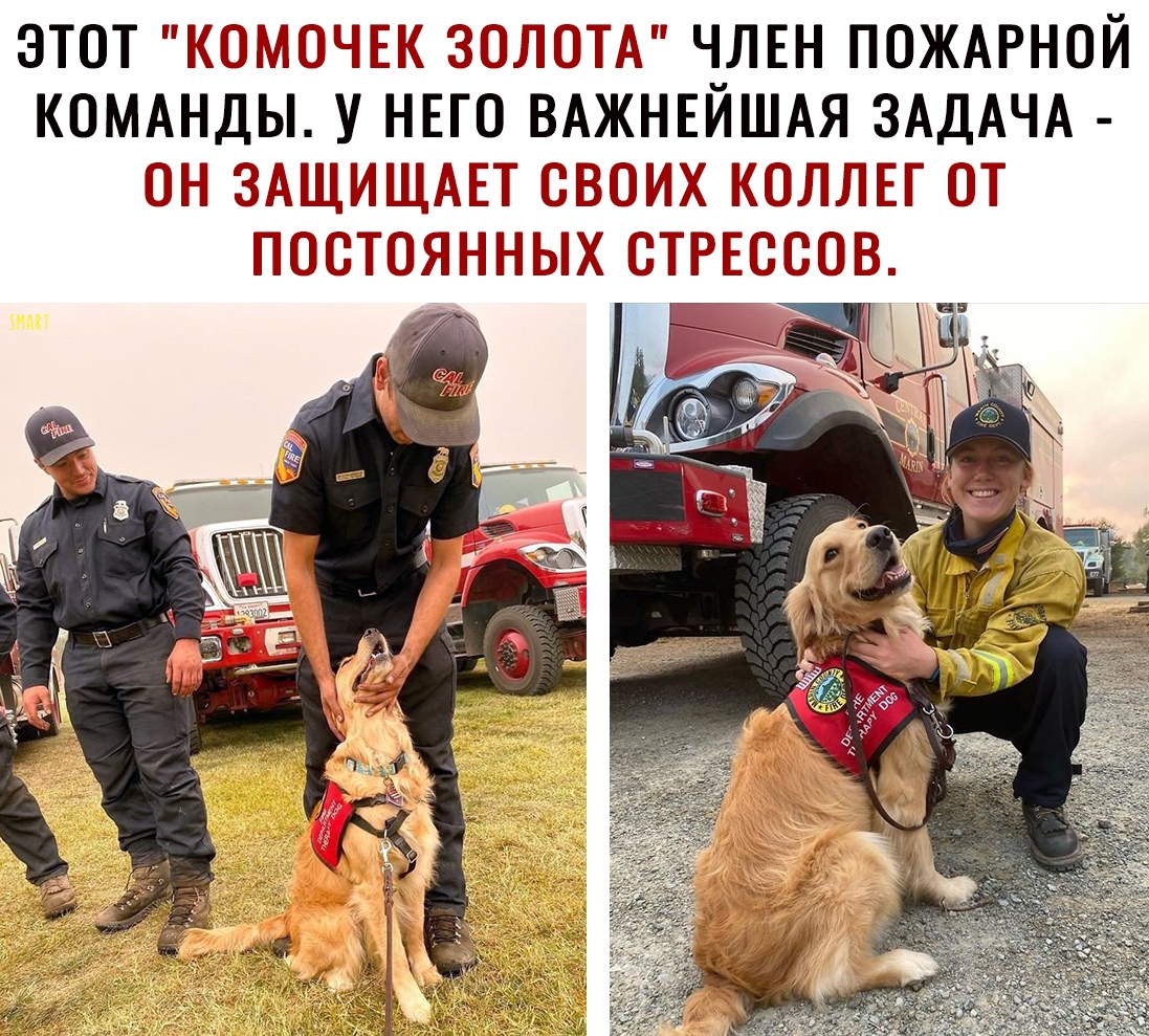 ЭТОТ КОМОЧЕК ЗОЙОТМ ЧЛЕН ПОЖАРНОЙ КОМАНДЫ У НЕГО ВАЖНЕЙШАЯ ЗАДАЧА ОН ЗАЩ ЩАЕТ ОБОИХ КОЛЙЕГ ОТ ПОЯ ЦЦНЫХ ОТ ЕОКЮЫ