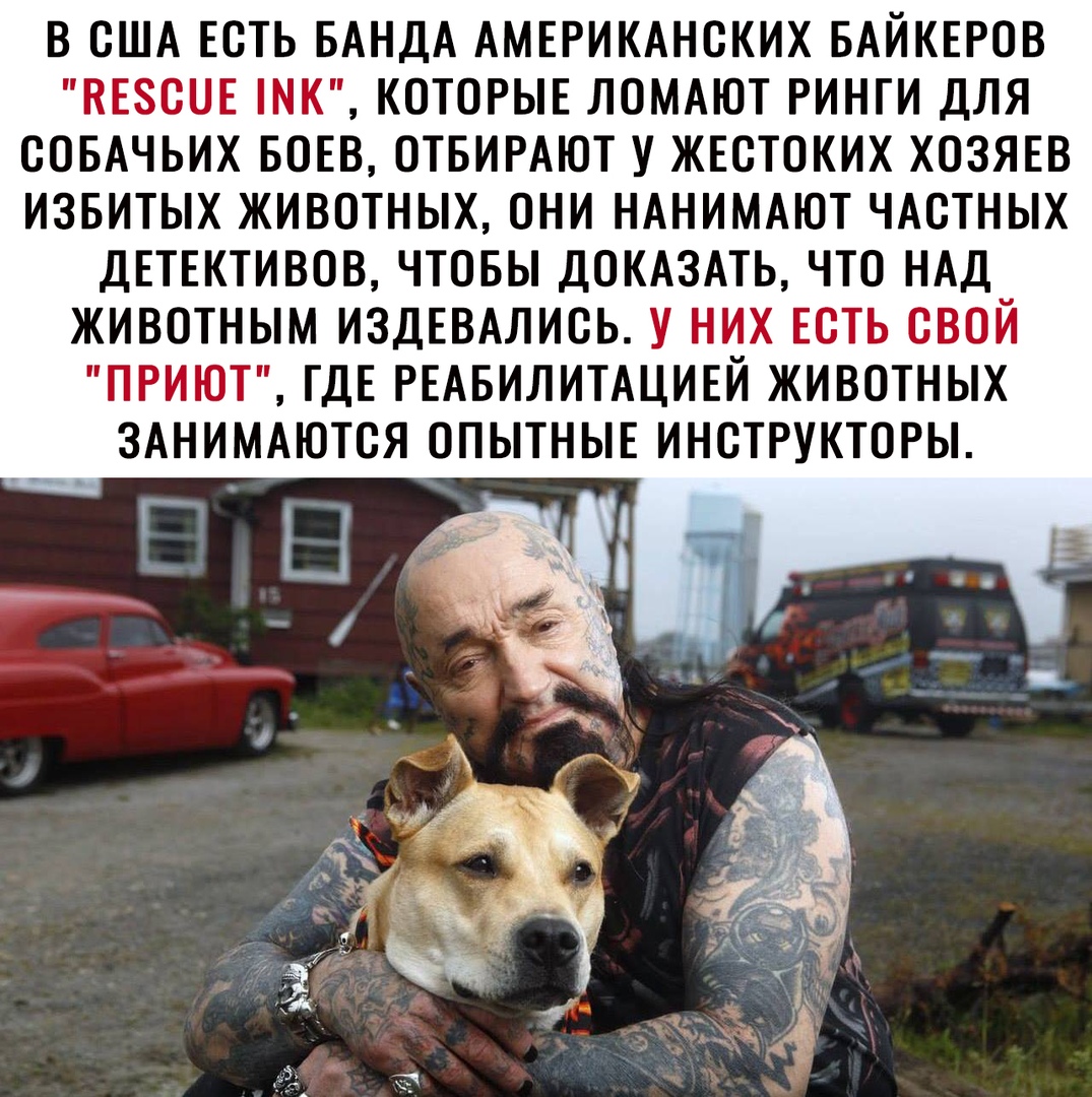 В США ЕСТЬ БАНДА АМЕРИКАНСКИХ БАЙКЕРОВ КЕЗСОЕ ШК КОТОРЫЕ ЛОМАЮТ РИНГИ ДЛЯ СОБАЧЬИХ БОЕВ ОТБИРАЮТ У ЖЕСТОКИХ ХОЗЯЕВ ИЗБИТЫХ ЖИВОТНЫХ ОНИ НАНИМАЮТ ЧАСТНЫХ ДЕТЕКТИВОВ ЧТОБЫ ДОКАЗАТЬ ЧТО НАД ЖИВОТНЫМ ИЗДЕВАЛИСЬ У НИХ ЕСТЬ СВОЙ ПРИЮТ ГДЕ РЕАБИЛИТАЦИЕЙ ЖИВОТНЫХ ЗАНИМАЮТСЯ ОПЫТНЫЕ ИНСТРУКТОРЫ