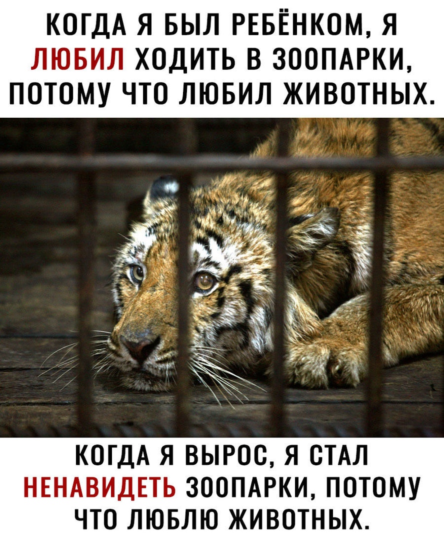КОГДА Я БЫЛ РЕБЁНКОМ Я ЛЮБИЛ ХОДИТЬ В ЗООПАРКИ ПОТОМУ ЧТО ЛЮБИЛ ЖИВОТНЫХ КОГДА Я ВЫРОО Я ОТАЛ НЕНАВИДЕТЬ ЗООПАРКИ ПОТОМУ ЧТО ЛЮБЛЮ ЖИВОТНЫХ