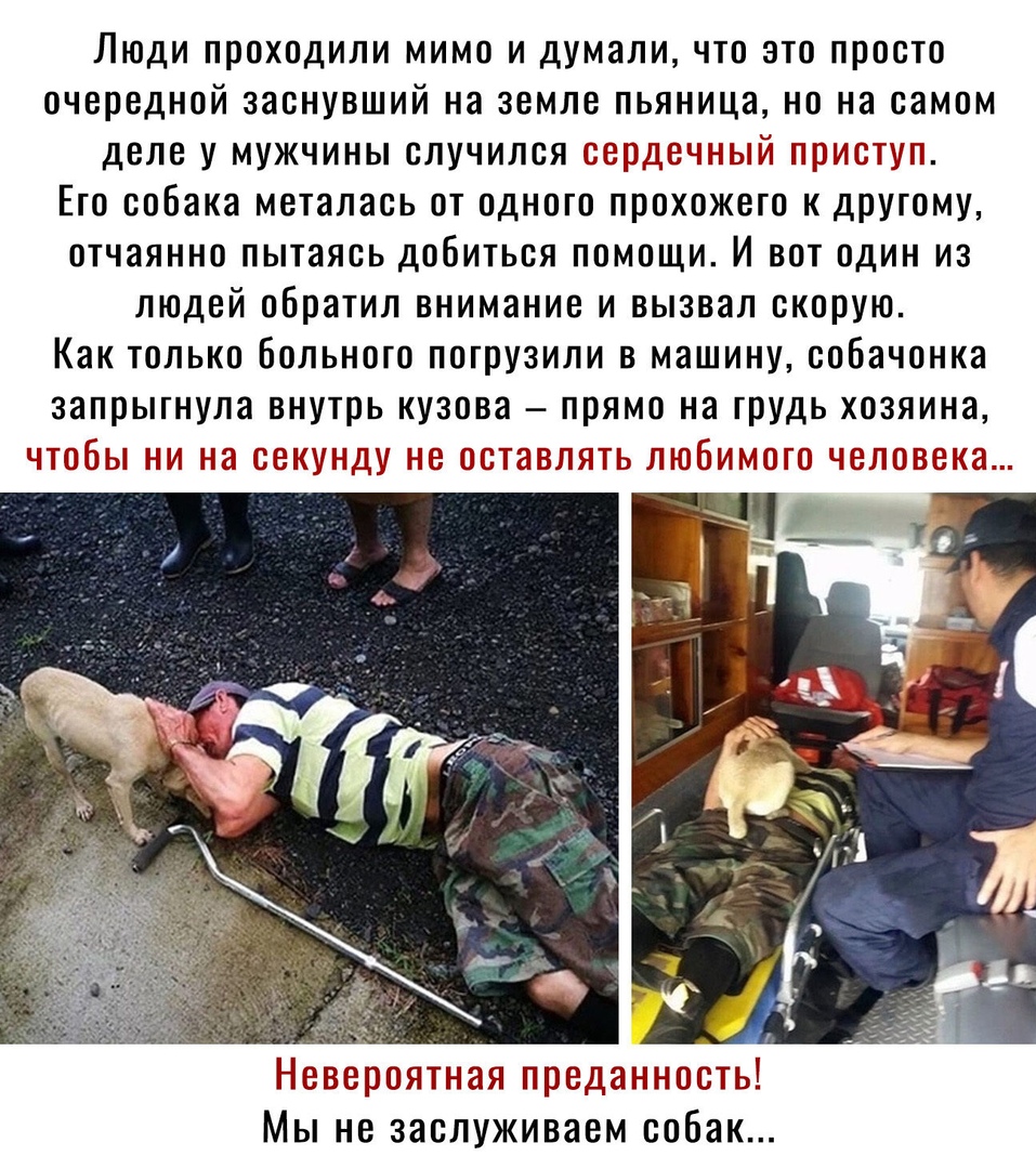 Люди проходили мимо и думали что это просто очередной заснувший на земле пьяница но на самом деле у мужчины случился сердечный приступ Его собака металась от одного прохожего к другому отчаянно пытаясь добиться помощи И вот один из людей обратил внимание и вызвал скорую Как только больного погрузили в машину собачонка запрыгнула внутрь кузова прямо на грудь хозяина чтобы ни на секунду не оставлять