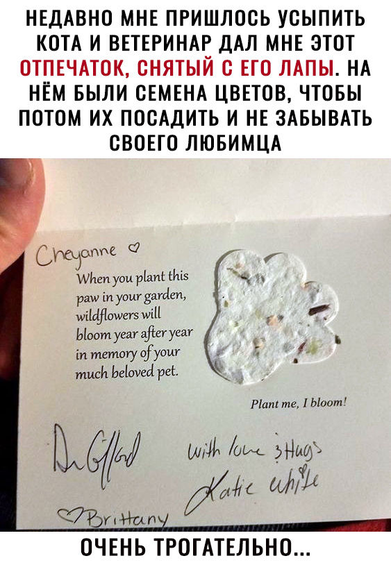 НЕДАВНО МНЕ ПРИШЛОСЬ УОЫПИТЬ КОТА И ВЕТЕРИНАР ДАЛ МНЕ ЭТОТ ОТПЕЧАТОК ОНЯТЫЙ О ЕГО ЛАПЫ НА НЕМ БЫЛИ СЕМЕНА ЦВЕТОВ ЧТОБЫ ПОТОМ ИХ ПООАДИТЬ И НЕ ЗАБЫВАТЬ ОВОЕГО ЛЮБИМЦА Сщоппе 17 ши рх ьы рат іп уош даме шііфіошт иіН Ыоот уеау феи уса іп тетшу ЧГУ тиви Ьеіоуеіі рсс ОЧЕНЬ ТРОТАТЕЛЬНО