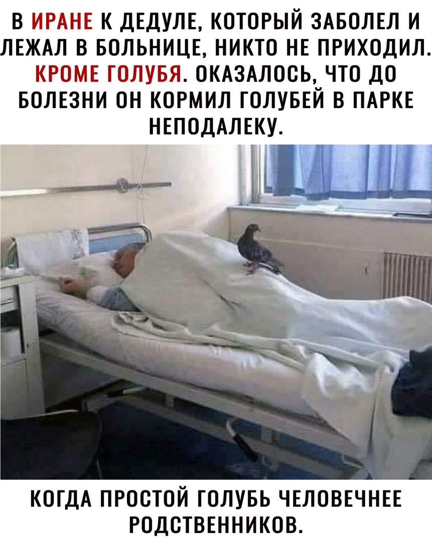 В К ДЕДУЛЕ КОТОРЫЙ ЗАБОЛЕЛ И ЛЕЖАЛ В БОЛЬНИЦЕ НИКТО НЕ ПРИХОДИЛ _ЦдмрЕ 1334 Ш ОКАЗАЛООЬ ЧТО ДО БОЛЕЗНИ ОН КОРМИЛ ГОЛУБЕЙ В ПАРКЕ НЕПОДАЛЕКУ __ ъ КОГДА ПРОСТОЙ ГОЛУБЬ ЧЕЛОВЕЧНЕЕ РОДСТВЕННИКОВ
