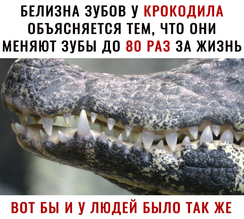 БЕЛИЗНА ЗУБОВ У КРОКОДИЛА ОБЪЯСНЯЕТСЯ ТЕМ ЧТО ОНИ МЕНЯЮТ ЗУБЫ ДО 80 РАЗ ЗА ЖИЗНЬ ВОТ БЫ И У ЛЮДЕЙ БЫЛО ТАК ЖЕ