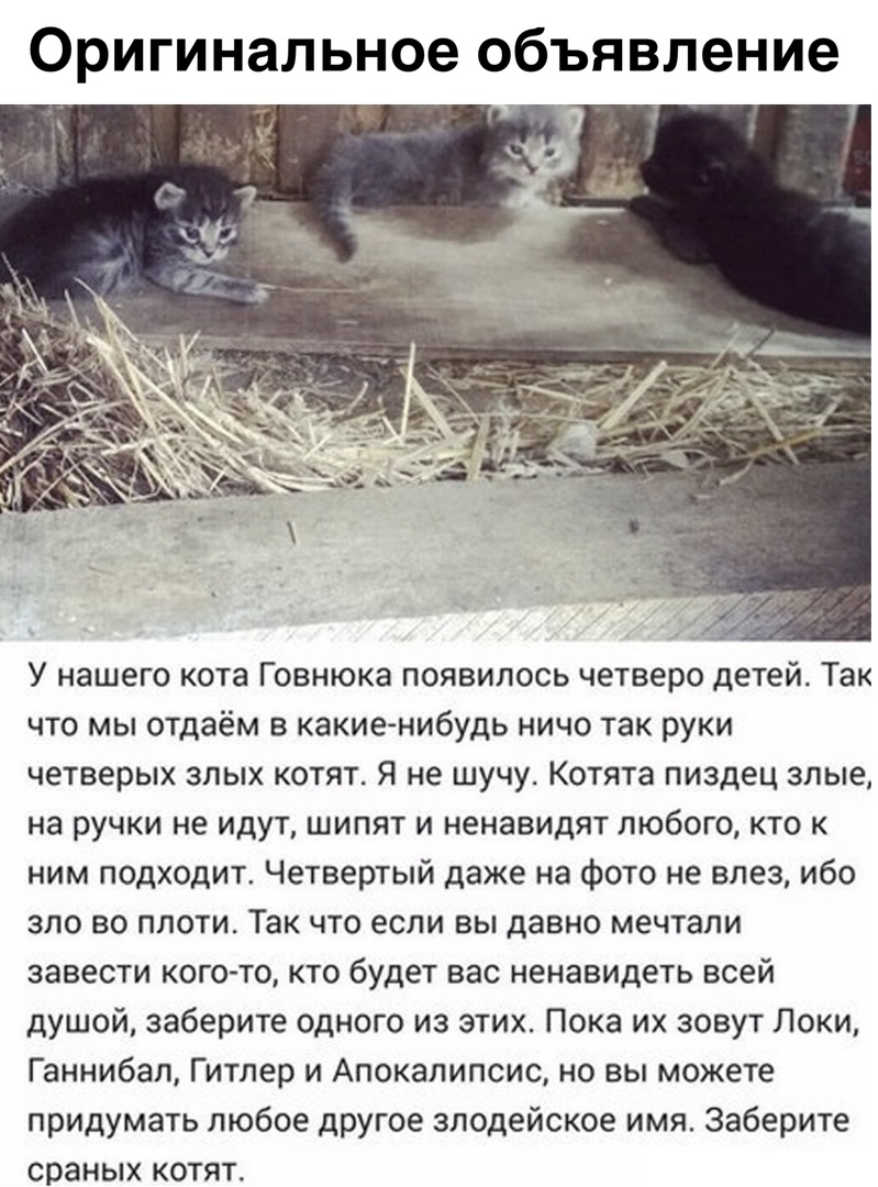 Оригинальное объявление У нашего кота Говнюка появилось четверо детей Так что мы отдаём в какие нибудь ничо так руки четверых злых котят Я не шучу Котята пиздец злые на ручки не ИДУТ ШИПЯТ И ненавидят ЛЮбОГО КТО К ним подходит Четвертый даже на фото не влез ибо ЗЛО ВО ПЛОТИ Так ЧТО если ВЫ давно мечтали завести кого то кто будет вас ненавидеть всей душой заберите одного из этих Пока их зовут Локи 