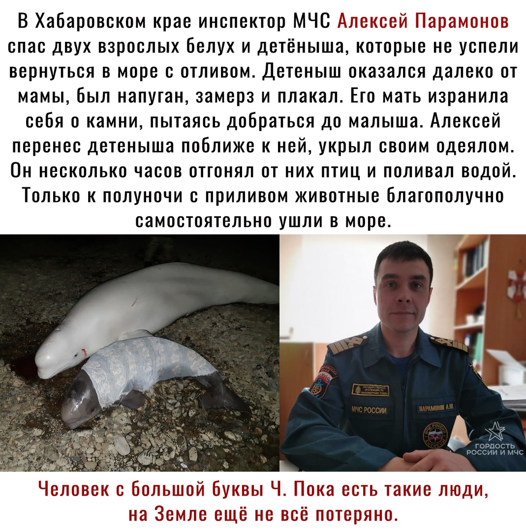 В Хабаровском крае инспектор МЧС Алексей Щарамоное спас двух взрослых белух и детёныша которые не успели вернуться в море с отливом Детеныш оказался далеко от мамы был напуган замерз и плакал Его мать изранила себя 0 камни пытаясь добраться до малыша Алексей перенес детеныша поближе к ней укрыл своим одеялом Он несколько часов отгонял от них птиц и поливал водой Только к полуночи с приливом животн