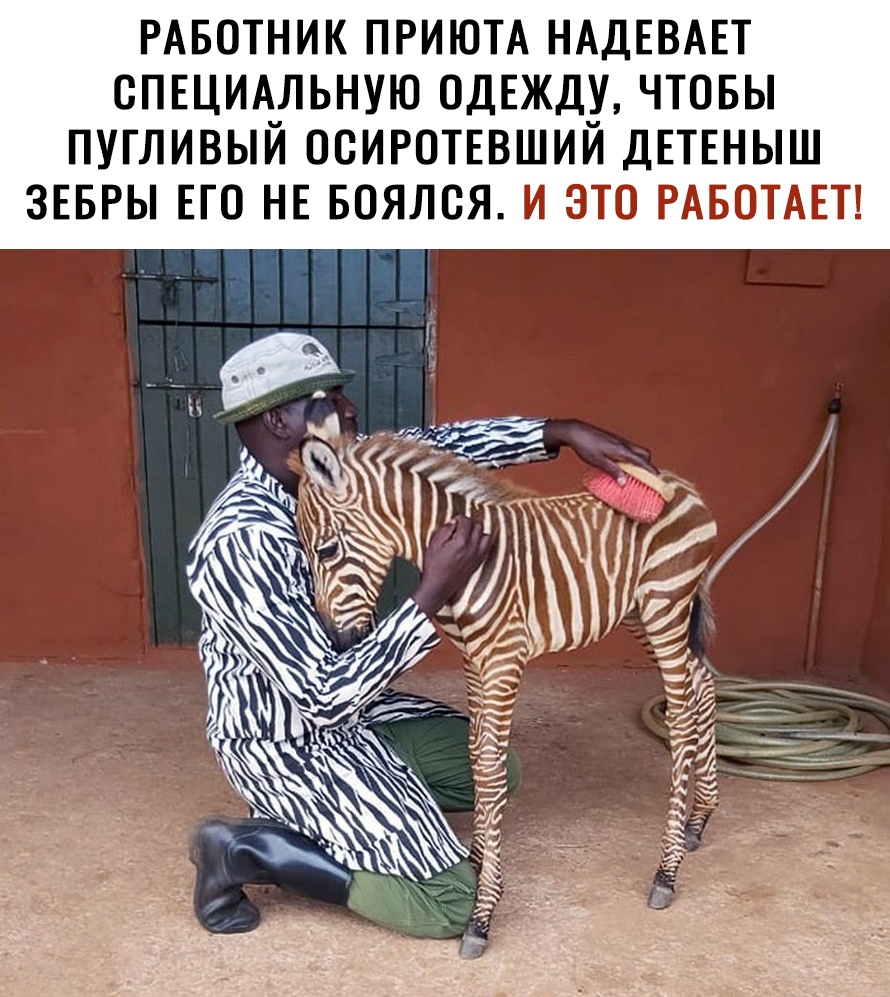 руЙЁЧЁ 97 Умкидаю ЧТОБЫ ПУГЛИВЫИ ОСИРОТЕВШИИ ДЕТЕНЫШ ЗЕБРЫ ЕГО НЕ БОЯЛСЯ И ЭТО РАБОТАЕТ Т Е А В Е Д А Н А Т Ю и Р П К и Н Т О Б А Р СПЕЦИАЛЬНУЮ ОДЕЖДУ