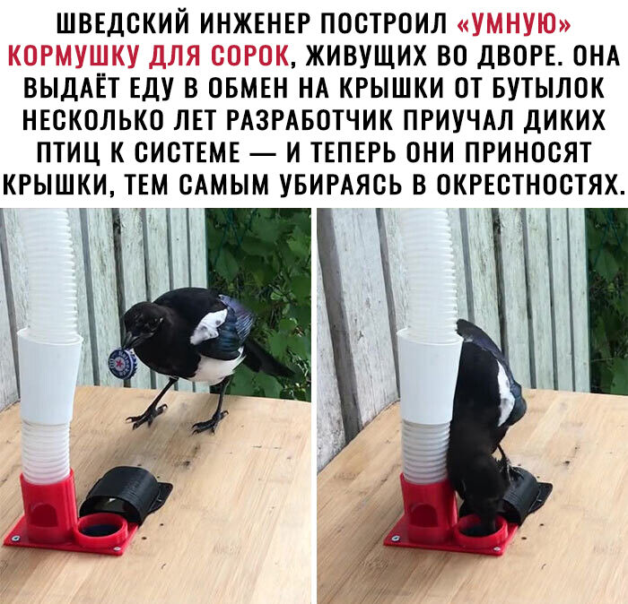 ШВЕДОКИЙ ИНЖЕНЕР ПООТРОИЛ ЖИВУЩИХ ВО ДВОРЕ ОНА ВЫДАЁТ ЕДУ В ОБМЕН НА КРЫШКИ ОТ БУТЫЛОК НЕСКОЛЬКО ЛЕТ РАЗРАБОТЧИК ПРИУЧАЛ ДИКИХ ПТИЦ К ОИОТЕМЕ И ТЕПЕРЬ ОНИ ПРИНООЯТ КРЫШКИ ТЕМ САМЫМ УБИРАЯСЬ В ОКРЕОТНООТЯХ