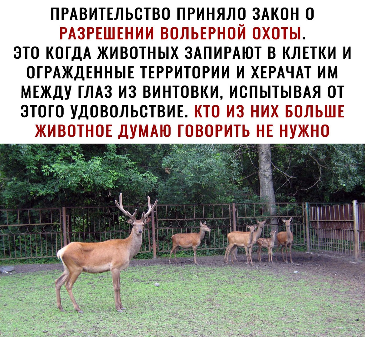 ПРАВИТЕЛЬСТВО ПРИНЯЛО ЗАКОН О И ПЦН п Ё т ЭТО КОГДА ЖИВОТНЫХ ЗАНИРАЮТ Н КЛЕТКИ И ОГРАЖДЕННЫЕ ТЕРРИТОРИИ И ХЕРАЧАТ ИМ МЕЖДУ ГЛАЗ ИЗ ВИНТОВКИ ИОНЫТЫВАЯ ОТ ЭТОГО УДОВОЛЬСТВИЕ 25