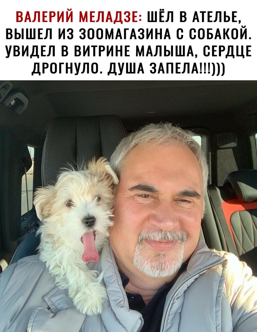 ШЁЛ В АТЕЛЬЕ ВЫШЕЛ ИЗ ЗООМАГАЗИНА О СОБАКОЙ УВИДЕЛ В ВИТРИНЕ МАЛЫША СЕРДЦЕ ДРОГНУЛО ДУША 3АПЕЛА