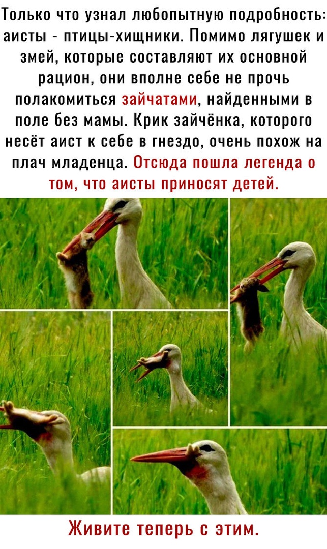 Только что узнал любопытную подробность аисты птицы хищники Помимо лягушек и змей которые составляют их основной рацион они вполне себе не прочь полакомиться зайчатами найденными в поле без мамы Крик зайчёнка которого несёт аист к себе в гнездо очень похож на плач младенца Отсюда пошла легенда о том что аисты приносят детей Живите теперь с ЭТИМ