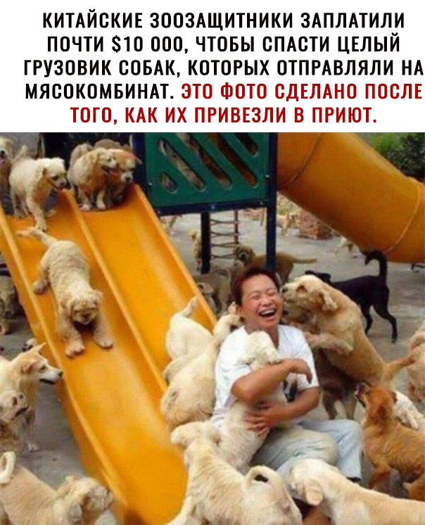 КИТАЙСКИЕ ЗООЗАЩИТНИКИ ЗАПЛАТИЛИ ПОЧТИ 810 000 ЧТОБЫ ВПАСТИ ЦЕЛЫЙ ГРУЗОВИК СОБАК КОТОРЫХ ОТПРАВЛЯЛИ НА МЯСПКОМБИНАТ