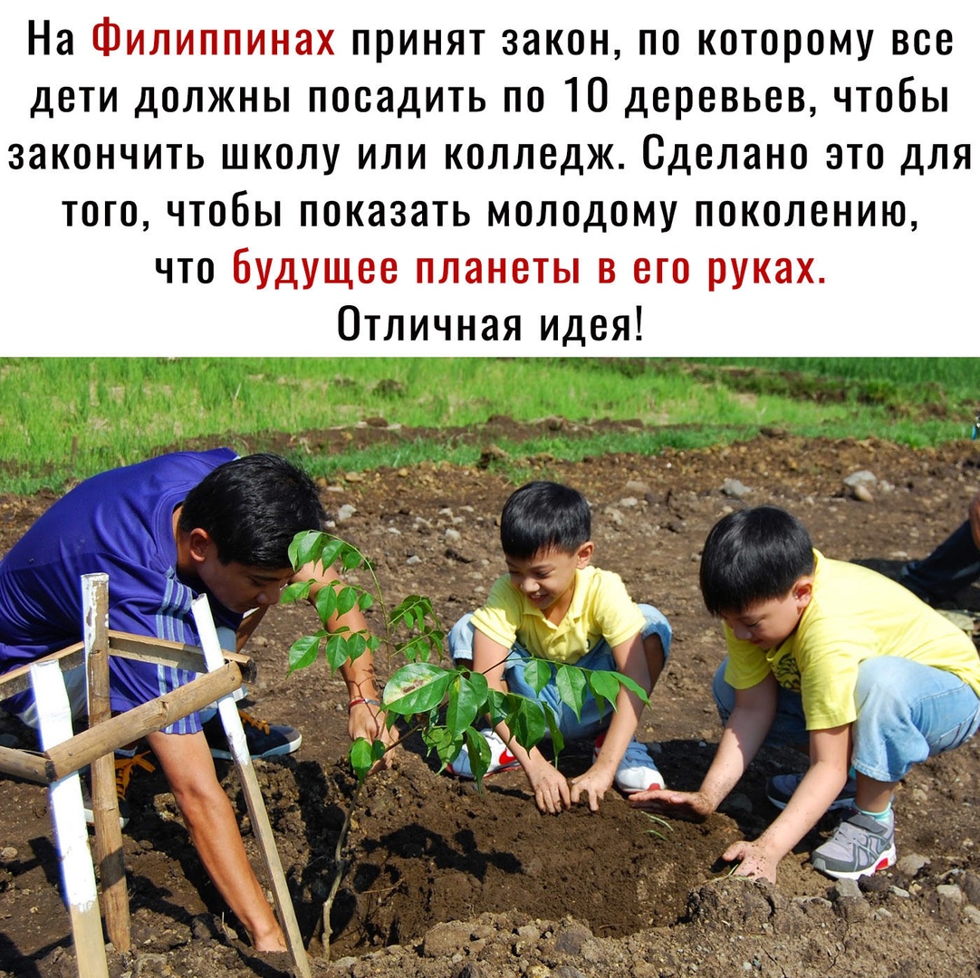 На Филиппинах принят закон по которому все дети должны посадить по 10 деревьев чтобы закончить школу или колледж Сделано это для того чтобы показать молодому поколению что будущее планеты в его руках Отличная идея