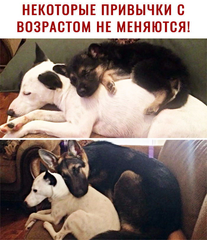 НЕКОТОРЫЕ ПРИВЫЧКИ С ВОЗРАСТОМ НЕ МЕНЯЮТСЯ