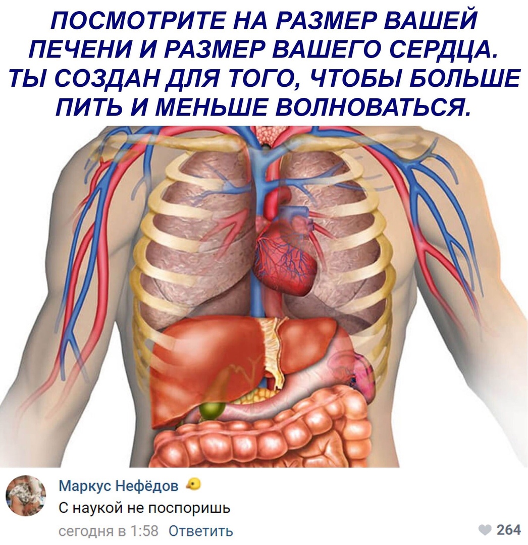 ПОСМОТРИТЕ НА РАЗМЕР ВАШЕЙ ПЕЧЕНИ И РАЗМЕР ВАШЕГО СЕРДЦА ТЫ СОЗДАН ДЛЯ ТОГО ЧТОБЫ БОЛЬШЕ ПИТЬ И МЕНЬШЕ ВОЛНОВАТЬСЯ _ іъ Маркус Нефёдов С наукой не поспоришь сегодня в 158 Ответить 264