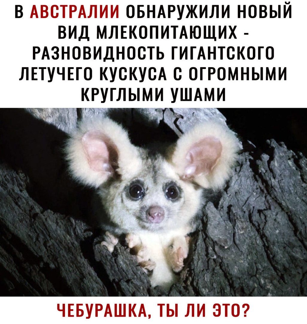 В АВСТРАЛИИ ОБНАРУЖИЛИ НОВЫЙ ВИД МЛЕКОПИТАЮЩИХ РАЗНОВИДНОСТЬ ГИГАНТВКОГО ЛЕТУЧЕГО КУСКУСА С ОГРОМНЫМИ КРУГЛЫМИ УШАМИ ЧЕБУРАШКА ТЫ ЛИ ЭТО