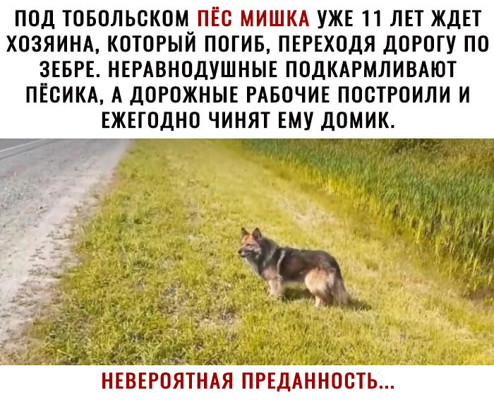 ПОД ТОБОЛЬОКОМ ПЁЕ МИШКА УЖЕ 11 ЛЕТ ЖДЕТ ХОЗЯИНА КОТОРЫЙ ПОГИБ ПЕРЕХОДЯ ДОРОГУ ПО ЗЕБРЕ НЕРАВНОДУШНЫЕ ПОДКАРМЛИВАЮТ ПЕОИКА А ДОРОЖНЫЕ РАБОЧИЕ ПООТРОИЛИ И ЕЖЕГОДНО ЧИНЯТ ЕМУ ДОМИК П _ 1цді НЕВЕРОЯТНАЯ ПРЕДАНН БТЬ
