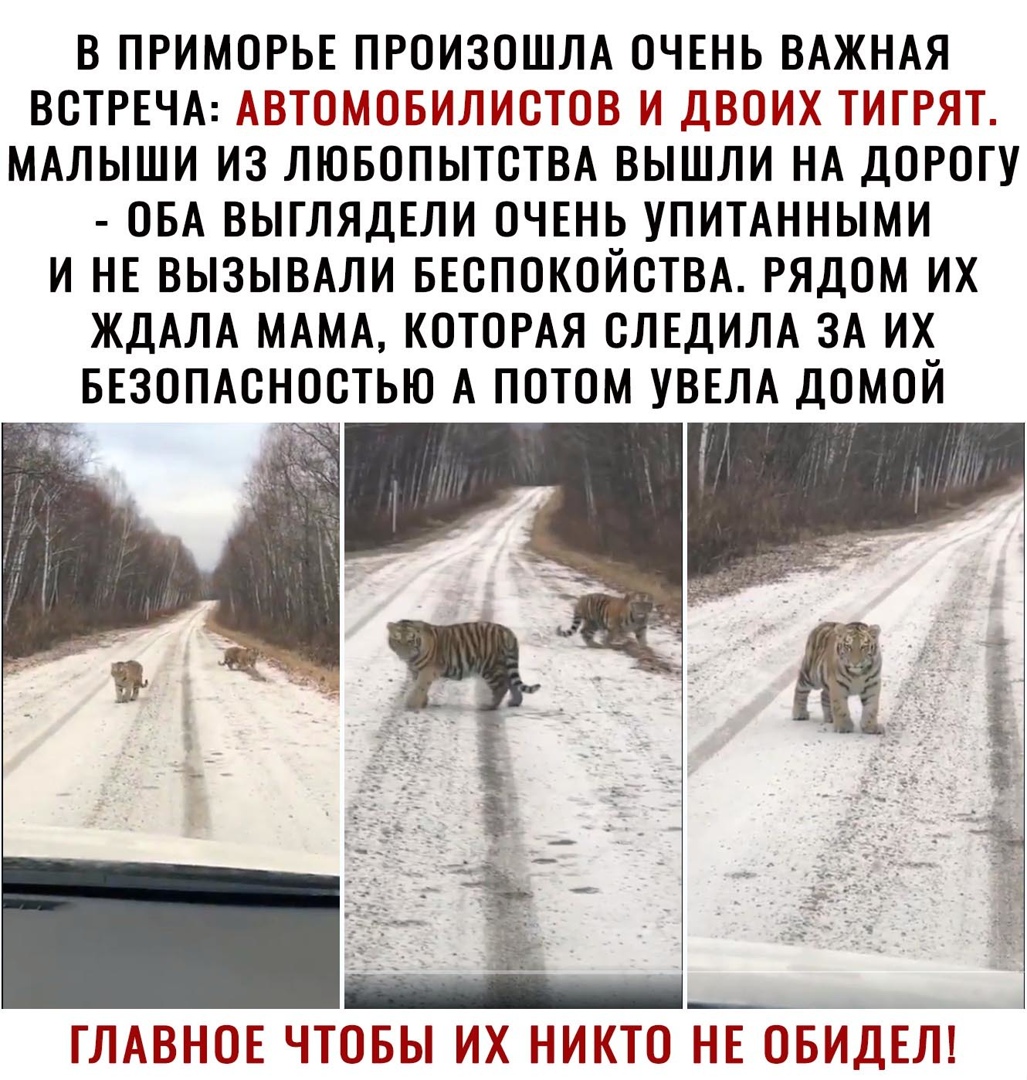 В ПРИМОРЬЕ ПРОИЗОШЛА ОЧЕНЬ ВАЖНАЯ ВСТРЕЧА АМБИЛИМЩ И ДВОИХ ТИГРЯТЪ МАЛЫШИ ИЗ ЛЮБОПЫТОТВА ВЫШЛИ НА ДОРОГУ ОБА ВЫГЛЯДЕЛИ ОЧЕНЬ УПИТАННЫМИ И НЕ ВЫЗЫВАЛИ БЕОПОКОЙОТВА РЯДОМ ИХ ЖДАЛА МАМА КОТОРАЯ ОЛЕДИЛА ЗА ИХ БЕЗОПАСНОСТЬЮ А ПОТОМ УВЕЛА ДОМОЙ ГЛАВНОЕ ЧТГОБЫ ИХ НИКТО НЕ ОБИДЕЛ