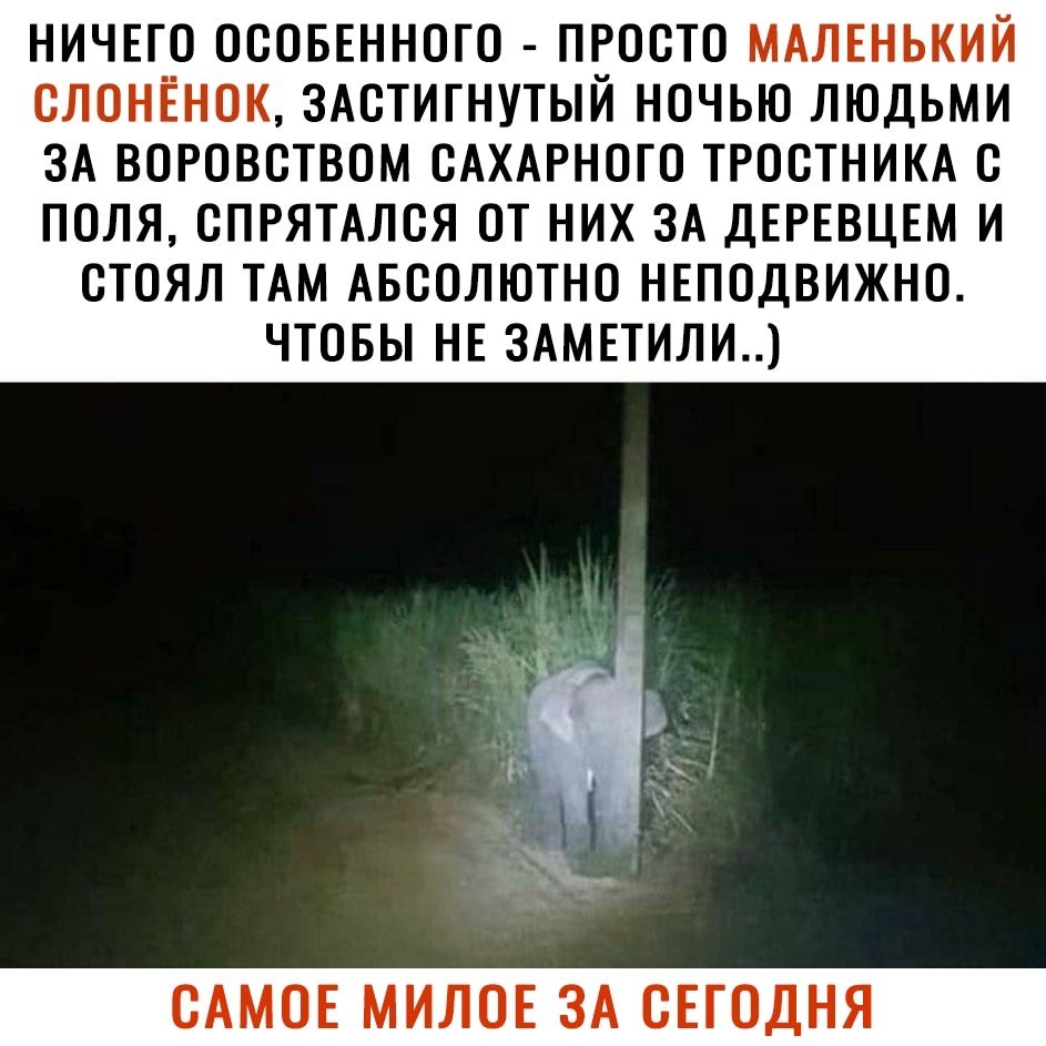 НИЧЕГО ОСОБЕННОГО ПРОСТО МАЛЕНЬКИЙ СЛОНЁНОК ЗАСТИГНУТЫЙ НОЧЬЮ ЛЮДЬМИ ЗА ВОРОВСТВОМ САХАРНОГО ТРОСТНИКА С ПОЛЯ СПРЯТАЛСЯ ОТ НИХ ЗА ДЕРЕВЦЕМ И СТОЯЛ ТАМ АБСОЛЮТНО НЕПОДВИЖНО ЧТОБЫ НЕ 3АМЕТИЛИ САМОЕ МИЛОЕ ЗА СЕГОДНЯ