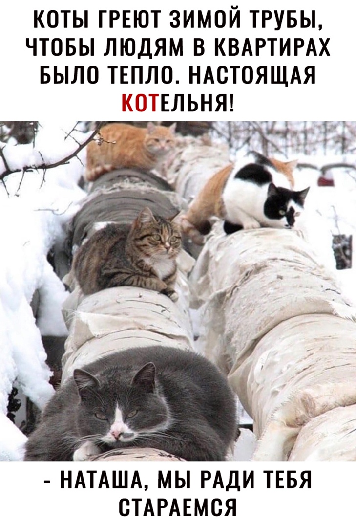 КОТЫ ГРЕЮТ ЗИМОЙ ТРУБЫ ЧТОБЫ ЛЮДЯМ В КВАРТИРАХ БЫЛО ТЕПЛО НАСТОЯЩАЯ ПШЗЕЛЬНЯ НАТАША МЫ РАДИ ТЕБЯ СТАРАЕМСЯ