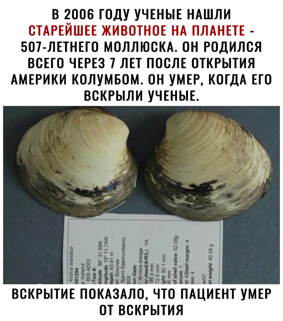 В 2006 ГОДУ УЧЕНЫЕ НАШЛИ ЩРГЙЕ КИЩНГГЩ ППА ЮГАП ЕТЕ БОТ ЛЕТНЕГО МОЛЛЮОКА ОН РОДИЛОЯ ВОЕГО ЧЕРЕЗ 7 ЛЕТ ПОСЛЕ ОТКРЫТИЯ АМЕРИКИ КОЛУМБОМ ОН УМЕР КОГДА ЕГО ВОКРЫЛИ УЧЕНЫЕ ВСКРЫТИЕЕ ЕЕОКАЕЗАЛО ЧТО ПАЦ ОТ ВОКРЫТИЯ ЕНТ УМЕР