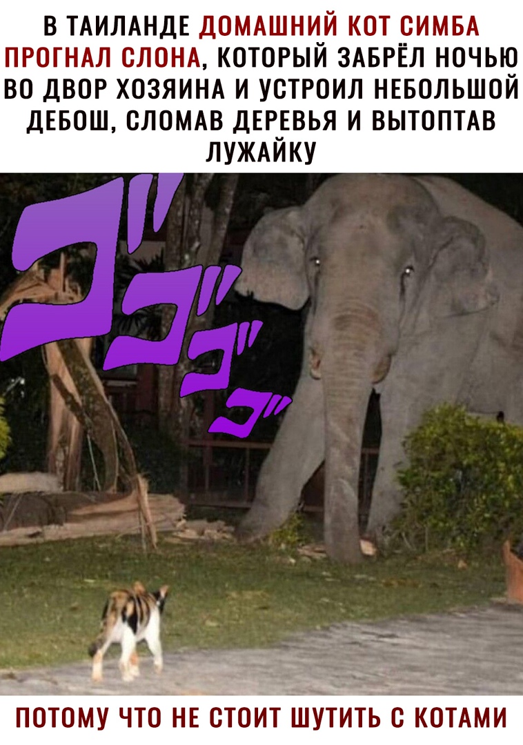 В ТАИЛАНДЕ ДОМАШНИЙ КОТ _ОИМБА ПРОТНАЛ ОЛОНА КОТОРЫИ ЗАБРЕЛ НОЧЬЮ ВО ДВОР ХОЗЯИНА И УОТРОИЛ НЕБОЛЬШОЙ ДЕБОШ ОЛОМАВ ДЕР_ЕВЬЯ И ВЫТОПТАВ ЛУЖАИКУ ПОТОМУ ЧТО НЕ ОТОИТ ШУТИТЬ ОО КОТАМИ