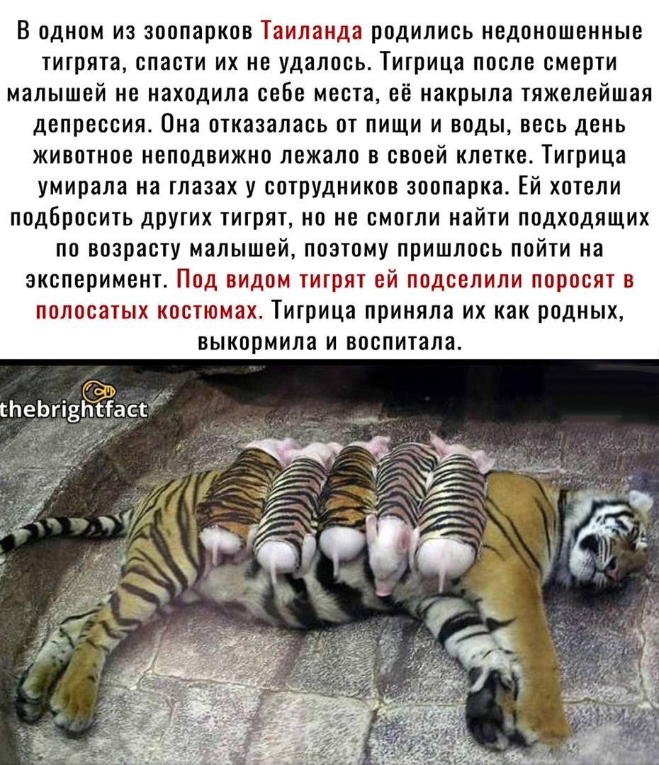 В одном из зоопарков Таиланда родились нвдоношенные тигрята спасти их не удалось Тигрица после смерти малышей не находила себе места её накрыла тяжелейшая депрессия Она отказалась от пищи и воды весь день животное неподвижно лежало в своей клетке Тигрица умирала на глазах у сотрУдников зоопарка Ей хотели подбросить других тигрят но не смогли найти подходящих по возрасту малышей поэтому пришлось по