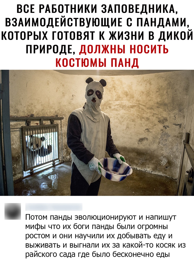 ВОЕ РАБОТНИКИ ЗАПОВЕДНИКА ВЗАИМОДЕЙСТВУЮЩИЕ О ПАНДАМИ КОТОРЫХ ГОТОВЯТ К ЖИЗНИ В ДИКОЙ ПРИРОДЕ РТ Н Т 73113 1 Потом панды эволюционируют и напишут мифы что их боги панды были огромны росгом и они научили их добывать еду и выживать и выгнали их за какой то косяк из райского сада где было бесконечно еды