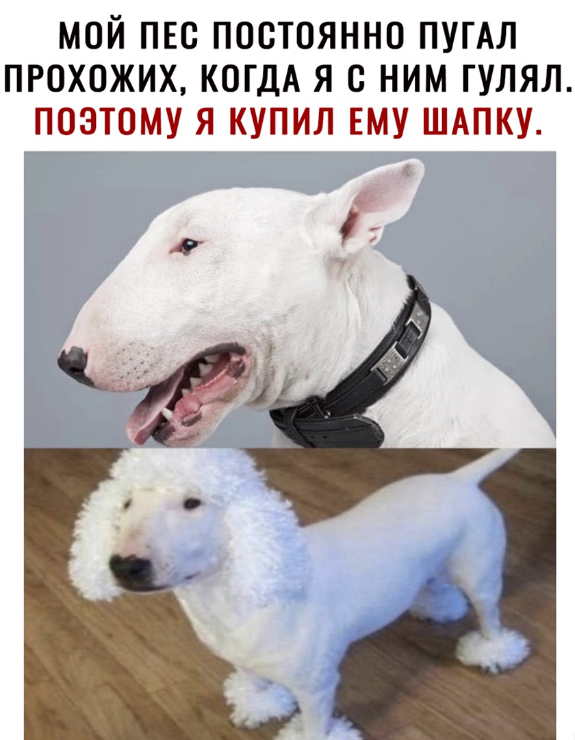 МОЙ ПЕО ПОСТОЯННО ПУГАЛ ПРОХОЖИХ КОГДА Я О НИМ ГУЛЯЛ ПОЭТОМУ Я КУПИЛ ЕМУ ШАПКУ