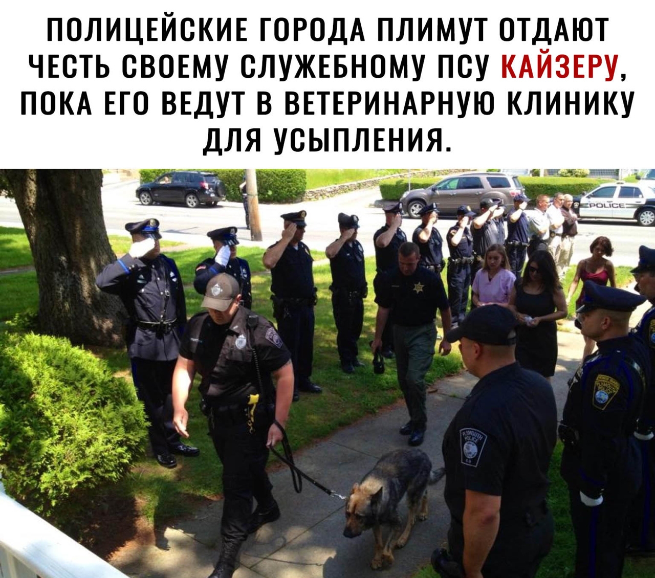 ПОЛИЦЕЙСКИЕ ГОРОДА ПЛИМУТ ОТДАЮТ ЧЕСТЬ СВОЕМУ ОЛУЖЕБНОМУ ПОУ КАЙЗЕРУ ПОКА ЕГО ВЕДУТ В ВЕТЕРИНАРНУЮ КЛИНИКУ ДЛЯ УОЫПЛЕНИЯ