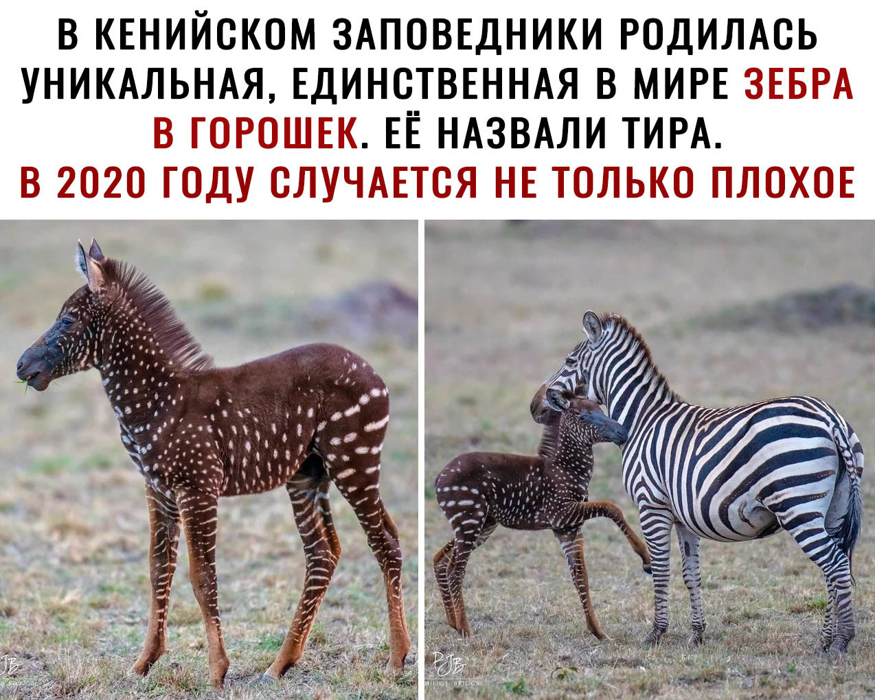 В КЕНИЙСКОМ ЗАПОВЕДНИКИ РОДИЛАСЬ УНИКАЛЬНАЯ ЕДИНЧТВЕННАЯ В МИРЕ ЕЕ НАЗВАЛИ ТИРА