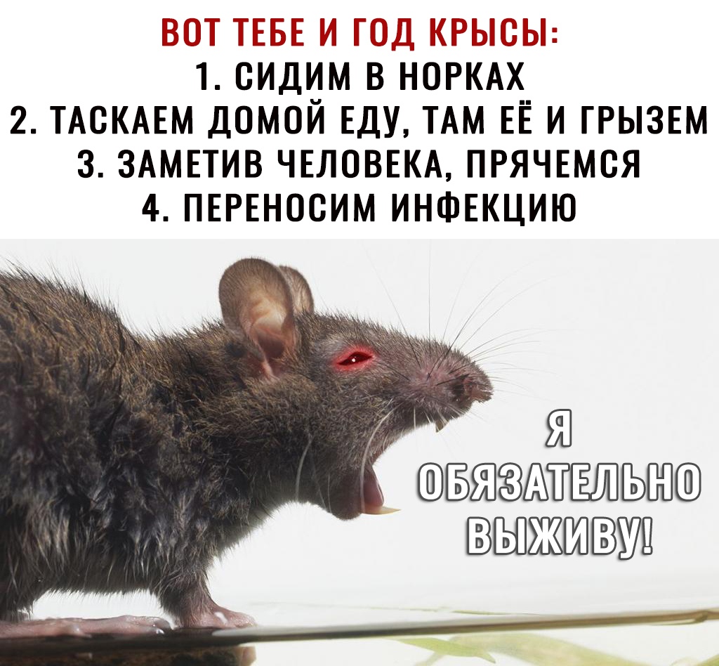 Ё ТЁБЕ ШШ ЫЫг 1 СИДИМ В НОРКАХ 2 ТАСКАЕМ ДОМОЙ ЕДУ ТАМ ЕЁ И ГРЫЗЕМ 3 ЗАМЕТИВ ЧЕЛОВЕКА ПРЯЧЕМСЯ 4 ПЕРЕНОСИМ ИНФЕКЦИЮ