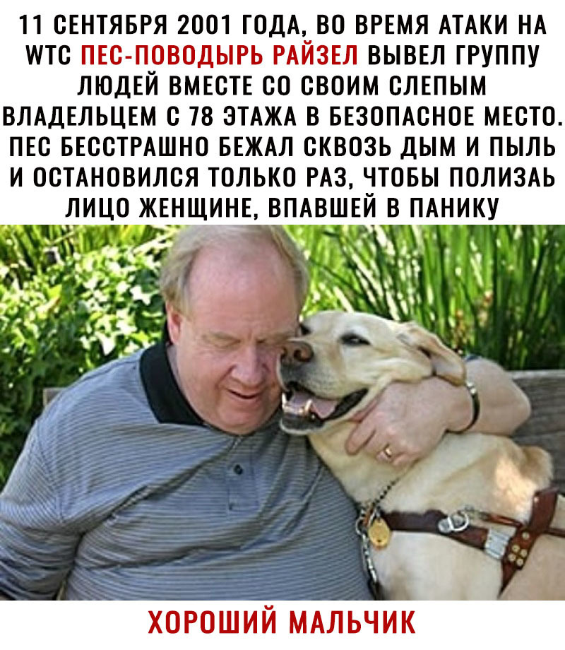 11 СЕНТЯБРЯ 2001 ГОДА ВО ВРЕМЯ АТАКИ НА ИПС ПЕС ПОВОДЫРЬ РАЙЗЕЛ ВЫВЕЛ ГРУППУ ЛЮДЕЙ ВМЕСТЕ СО СВОИМ СЛЕПЫМ ВЛАДЕЛЬЦЕМ С 78 ЭТАЖА В БЕЗОПАСНОЕ МЕСТО ПЕС БЕССТРАШНО БЕЖАЛ СКВОЗЬ ДЫМ И ПЫЛЬ И ОСТАНОВИЛСЯ ТОЛЬКО РАЗ ЧТОБЫ ПОЛИЗАЬ ЛИЦО ЖЕНЩИНЕ ВПАВШЕЙ В ПАНИКУ ХОРОШИЙ МАЛЬЧИК