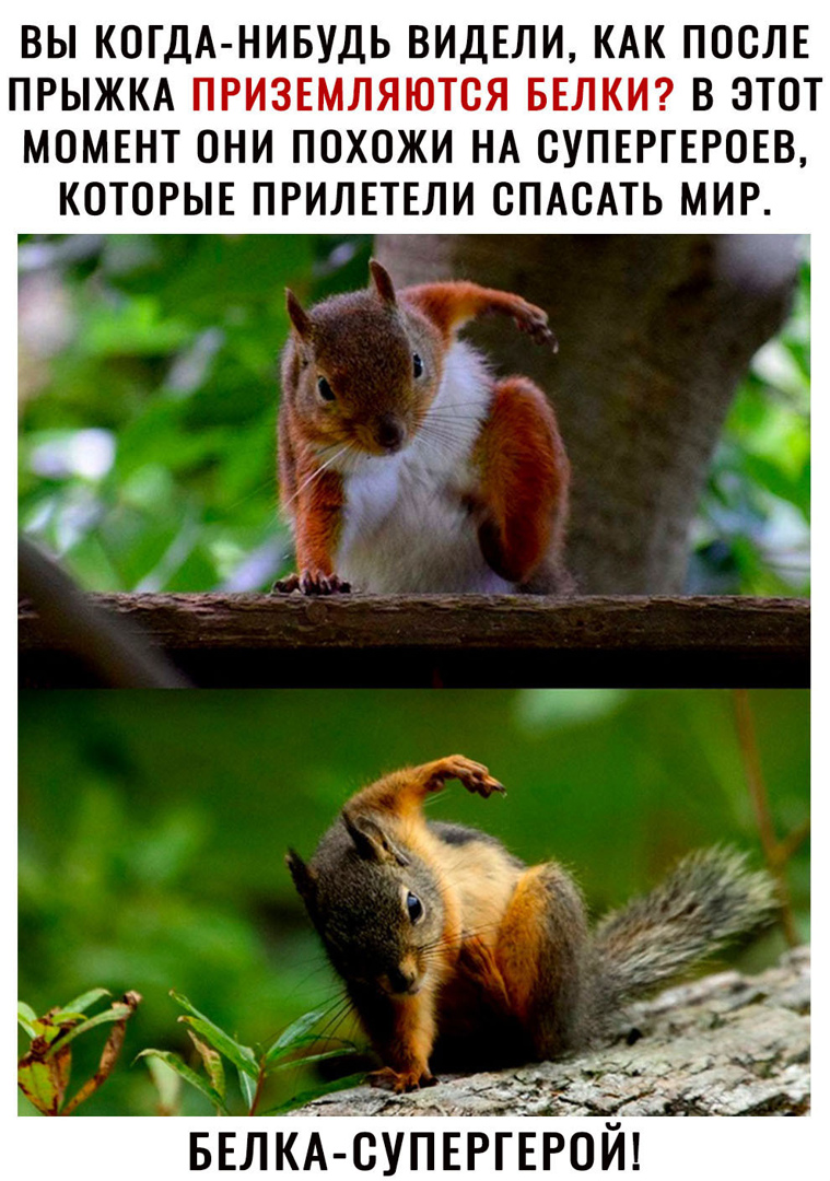 ВЫ КОГДА НИБУДЬ ВИДЕЛИ КАК ПОСЛЕ ПРЫЖКА ПРИЗЕМЛЯЮТОЯ БЕЛКИ В ЭТОТ МОМЕНТ ОНИ ПОХОЖИ НА СУПЕРГЕРОЕВ КОТОРЫЕ ПРИЛЕТЕЛИ ОПАОАТЬ МИР