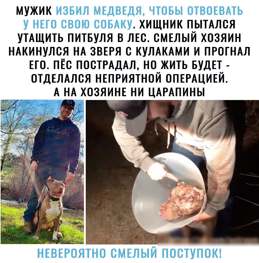 МУЖИК ХИЩНИК ПЫТАЛСЯ УТАЩИТЬ ПИТБУЛЯ В ЛЕС ОМЕЛЫЙ ХОЗЯИН НАКИНУЛСЯ НА ЗВЕРЯ С КУЛАКАМИ И ПРОГНАЛ ЕГО ПЁО ПОСТРАДАЛ НО ЖИТЬ БУДЕТ ОТДЕЛАЛСЯ НЕПРИЯТНОЙ ОПЕРАЦИЕЙ А НА ХОЗЯИНЕ НИ ЦАРАПИНЫ