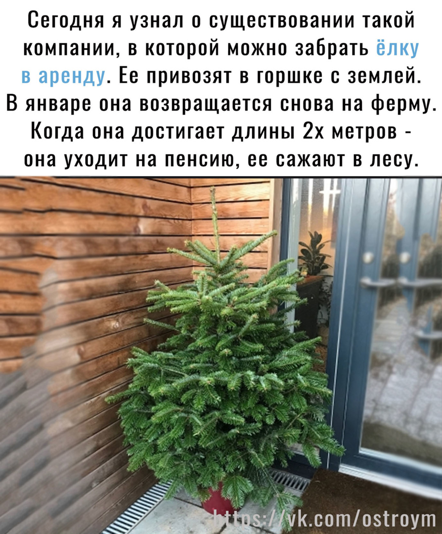 Сегодня я узнал о существовании такой компании в которой можно забрать Ее привозят в горшке с землей В январе она возвращается снова на ферму Когда она достигает длины 2х метров она уходит на пенсию ее сажают в лесу