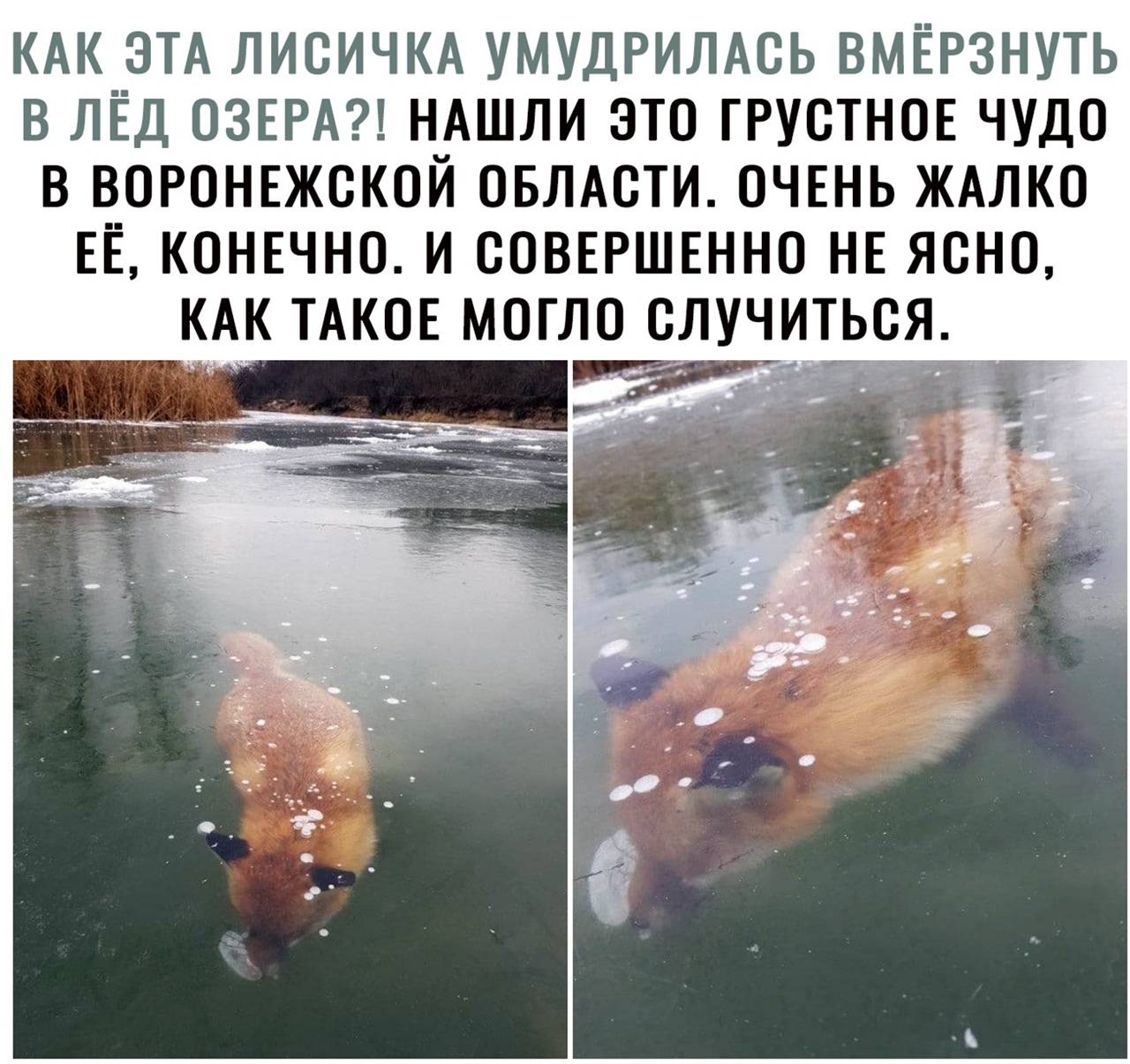 КАК ЭТА ЛИОИЧКА УМУДРИЛАСЬ ВМЁРЗНУТЬ В ЛЁД ОЗЕРА НАШЛИ ЭТО ГРУОТНОЕ ЧУДО В ВОРОНЕЖСКОЙ ОБЛАСТИ ОЧЕНЬ ЖАЛКО ЕЁ КОНЕЧНО И СОВЕРШЕННО НЕ ЯОНО КАК ТАКОЕ МОГ