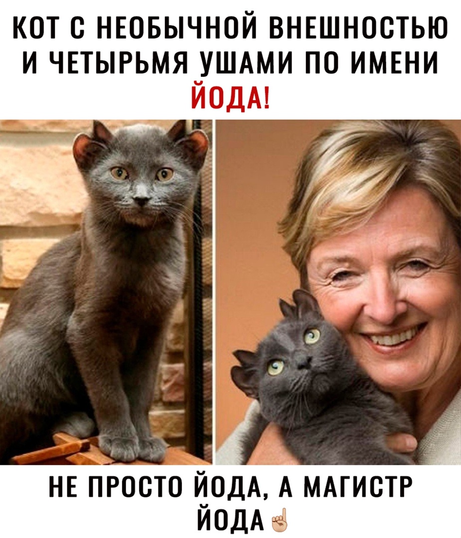 КОТ С НЕОБЫЧНОЙ ВНЕШНОСТЬЮ И ЧЕТЫРЬМЯ_УШАМИ ПО ИМЕНИ ИОДА НЕ просто ОдА МАГИСТР иодА