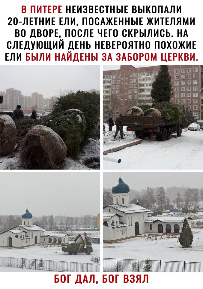 Б ПРИЁТЕРЁ НЕИЗВЕСТНЫЕ ВЫКОПАЛИ 20 ЛЕТНИЕ ЕЛИ ПОСАЖЕННЫЕ ЖИТЕЛЯМИ ВО ДВОРЕ ПОСЛЕ ЧЕГО СКРЫЛИСЬ НА СЛЕДУЮЩИЙ ДЕНЬ НЕВЕРОЯТНО ПОХОЖИЕ ЕЛИЁ 355 Т г